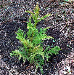 植樹された杉の苗木